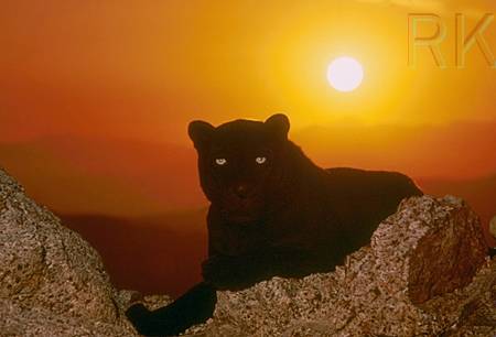Blackpanther - 80.jpg
